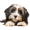 Havanese Dog