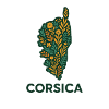Corsica Immortelle
