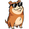 Fat dachshund with sunglasses