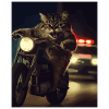 Cat on motorcycle at night