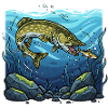 Pike Fishing Fishing Predatory Fish