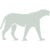 Moonlit Night Panther Silhouette