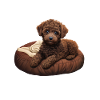 Dog Pajamas Poodle Humor