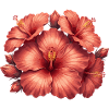 Hibiscus in rose red