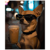 Night Coffee Chihuahua with Sunglasses