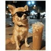 Chihuahua Night Coffee Style