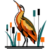 Bittern