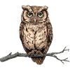 charming owl