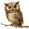 Little Eagle Owl