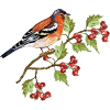 Bunter Vogel