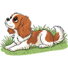 Cavalier King Charles Dog on Grass