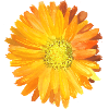 Ringelblume Aquarell Orange