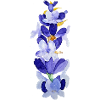 Lavendelwasserblüten Aquarell
