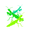 Adoratrice Mantis Mantis