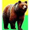bear