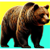 bear