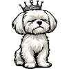 Malteser Maltese Owner Maltese Lovers