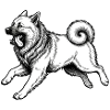 Eurasier | Bright