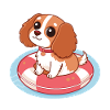 Chiot Mignon sur Bouée Flottante