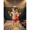 Chiot en fête confetti rouge