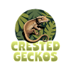 Funny Reptile Crested Gecko