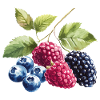 Wild berries Berries Blueberry Raspberry Blackberry