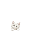 Sauvez les souris – humour chat drôle