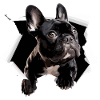 Percée du bouledogue français Drôle