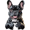 Bouledogue français Mignon Noir Français