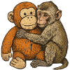 Embraced monkey friendship