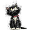 Cat your Day
