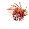 Illustration du poisson-lion