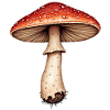 fly agaric