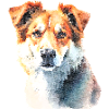 Treuer Hund