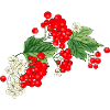 Ukrainian Kalyna - Red Berries & Traditional