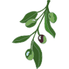 Olive Branch Botany Illustration