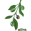 Vert graphique Rameau d’Olivier