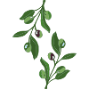 Olive Branch Illustration Green Elegant