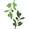 olive branches green pink