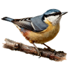 Nuthatch on branch