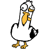 Crazy Seagull Squinting Grimace Insane Bird