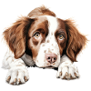 Brittany Dog