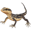 Lizards Lizard