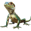 Lizards Lizard