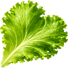 Lettuce leaf in heart shape illustration