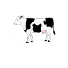 SURF & TURF