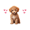 Hundepyjama-Pudel-Humor