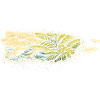 Puerto Rico Boricua
