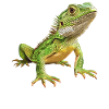 Lizards Lizard