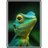 Lizards Lizard